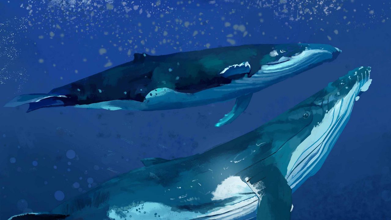 Обои киты, вода, под водой, море, арт