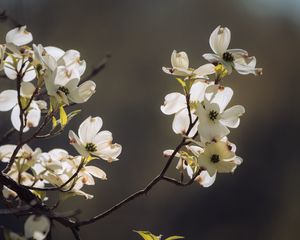 Превью обои кизил, цветы, лепестки, ветка, макро