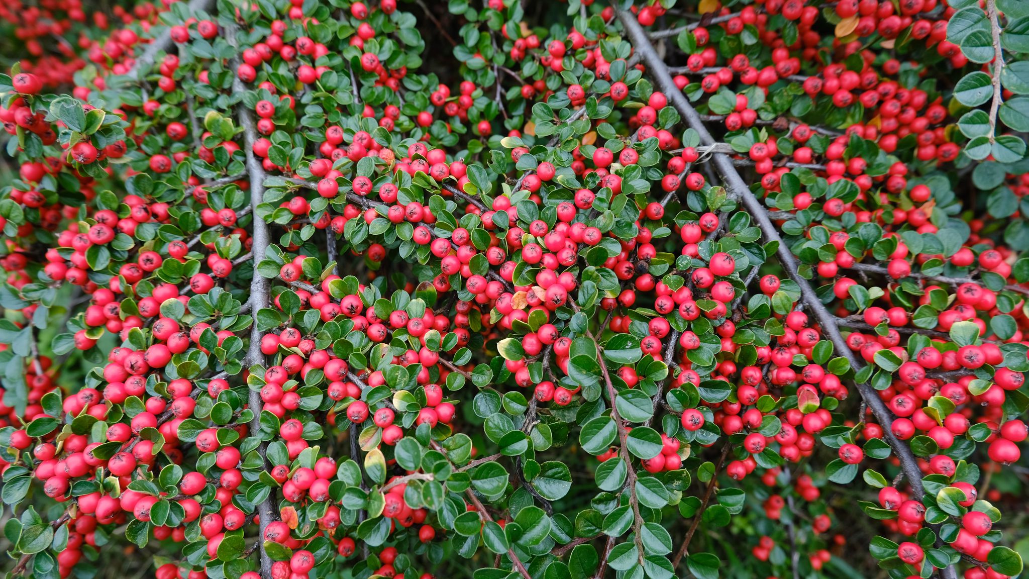 Кизильник Cotoneaster bullatus