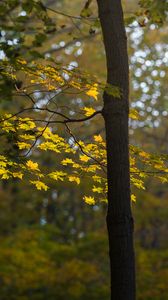 Превью обои клен, дерево, лес, осень, природа