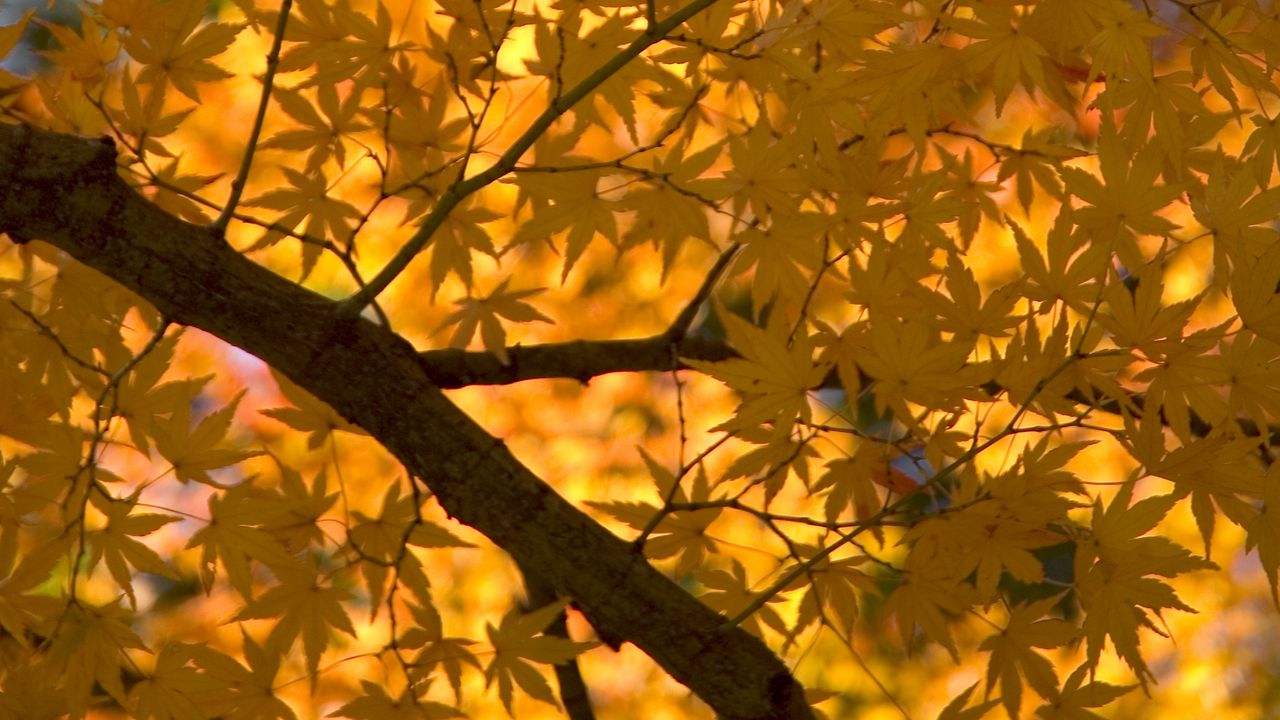 Обои клен, дерево, листья, осень, желтый