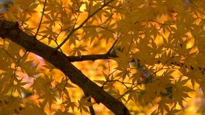 Превью обои клен, дерево, листья, осень, желтый