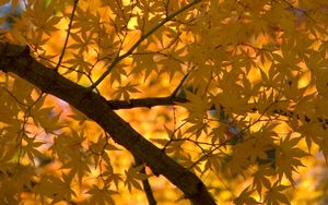 Превью обои клен, дерево, листья, осень, желтый