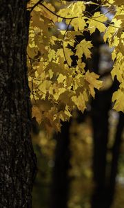 Превью обои клен, дерево, листья, осень, ветки