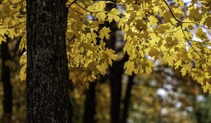 Превью обои клен, дерево, листья, осень, ветки