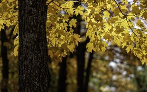 Превью обои клен, дерево, листья, осень, ветки