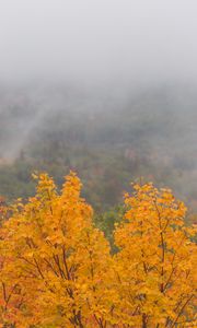 Превью обои клен, дерево, осень, лес, туман