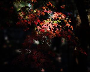 Превью обои клен, кленовые листья, осень, природа, свет