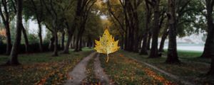Превью обои клен, лист, аллея, деревья, осень