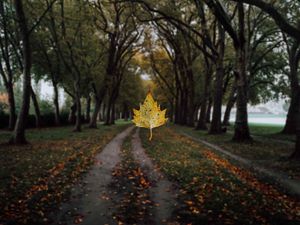 Превью обои клен, лист, аллея, деревья, осень
