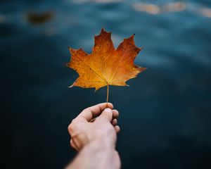 Превью обои клен, лист, рука, осень, размытость