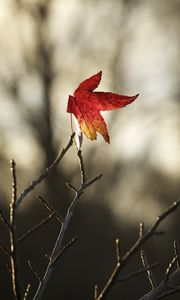 Превью обои клен, лист, ветки, сухой, минимализм