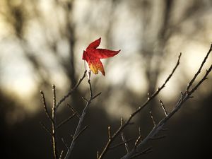 Превью обои клен, лист, ветки, сухой, минимализм