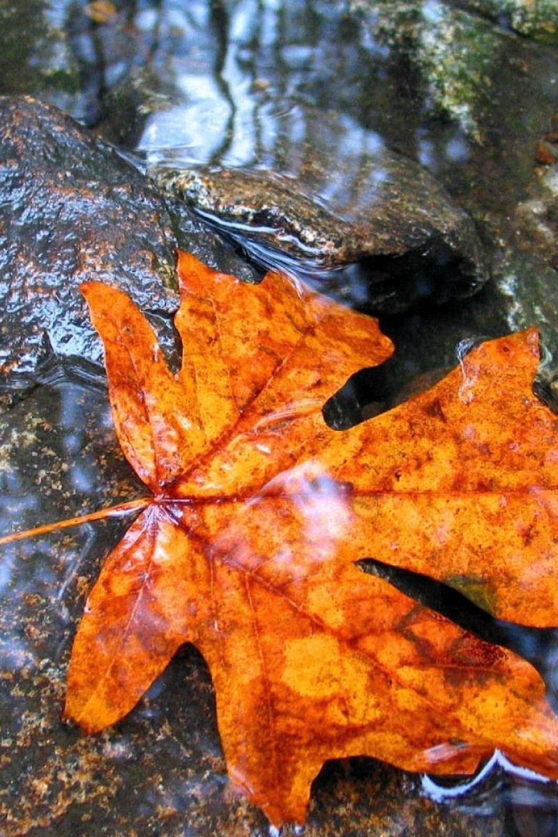 Осенние листья на воде