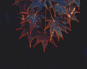 Превью обои клен, листья, дерево, капли, мокрый