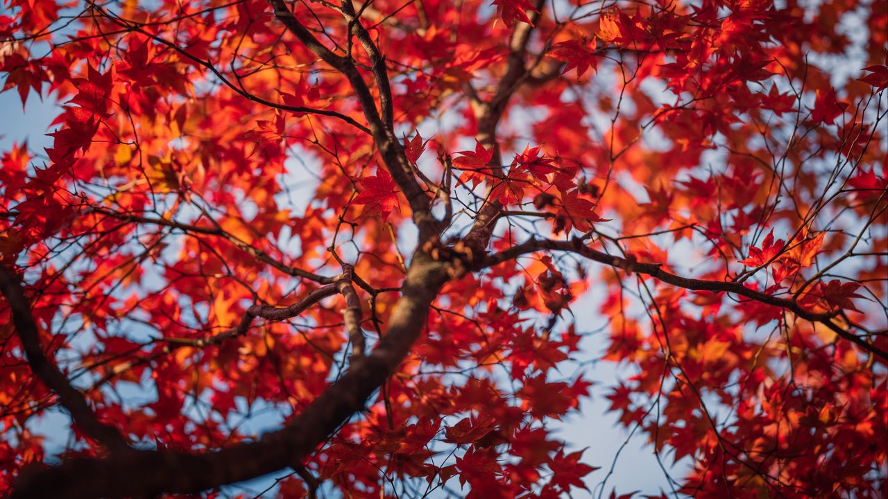 Обои клен, листья, дерево, осень, красный, размытие