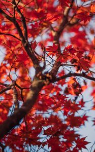 Превью обои клен, листья, дерево, осень, красный, размытие