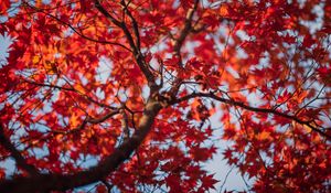 Превью обои клен, листья, дерево, осень, красный, размытие