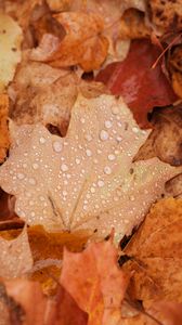 Превью обои клен, листья, капли, вода, дождь, осень