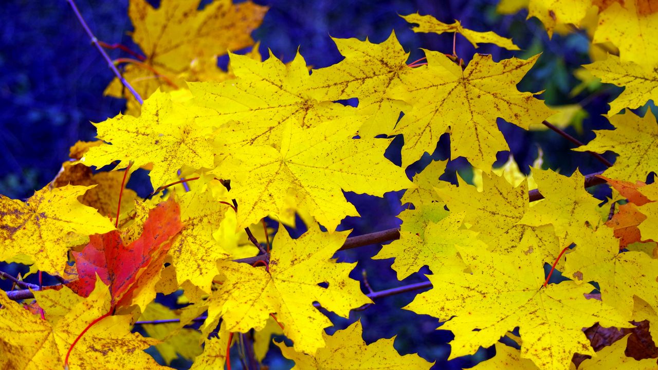 Обои клен, листья, осень, опавшие, желтые