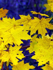 Превью обои клен, листья, осень, опавшие, желтые
