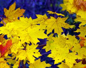 Превью обои клен, листья, осень, опавшие, желтые