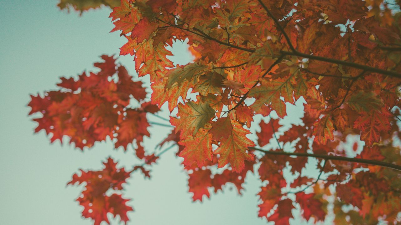Обои клен, листья, осень, красный, ветки