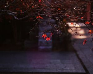 Превью обои клен, листья, осень, кленовые листья, размытие