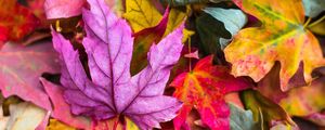 Превью обои клен, листья, осень, разноцветный, макро