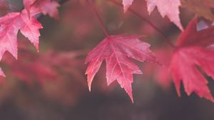 Превью обои клен, листья, размытие, осень, макро, красный