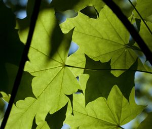Превью обои клен, листья, свет, макро, зеленый
