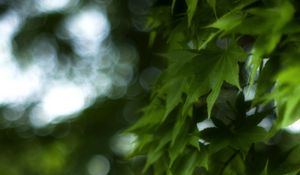 Превью обои клен, листья, ветка, кленовые листья, размытие, зеленый