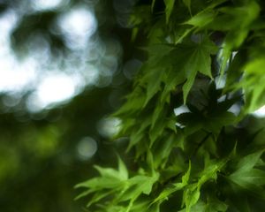 Превью обои клен, листья, ветка, кленовые листья, размытие, зеленый