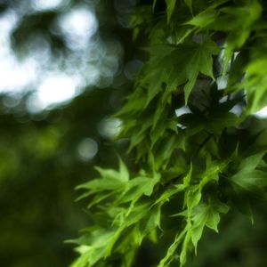 Превью обои клен, листья, ветка, кленовые листья, размытие, зеленый