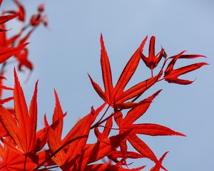 Превью обои клен, листья, ветка, красный, небо