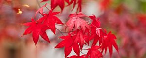 Превью обои клен, листья, ветка, осень, природа, красный