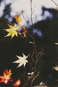 Превью обои клен, листья, ветка, осень, природа, свет