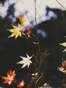 Превью обои клен, листья, ветка, осень, природа, свет