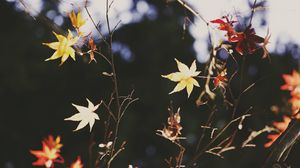 Превью обои клен, листья, ветка, осень, природа, свет