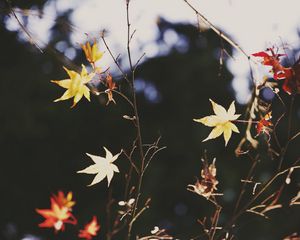 Превью обои клен, листья, ветка, осень, природа, свет