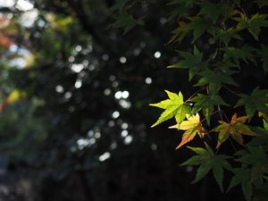 Превью обои клен, листья, ветка, размытие