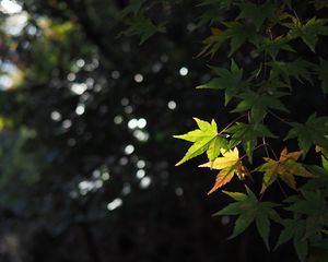Превью обои клен, листья, ветка, размытие