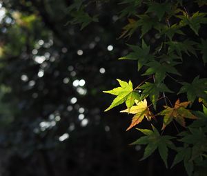 Превью обои клен, листья, ветка, размытие