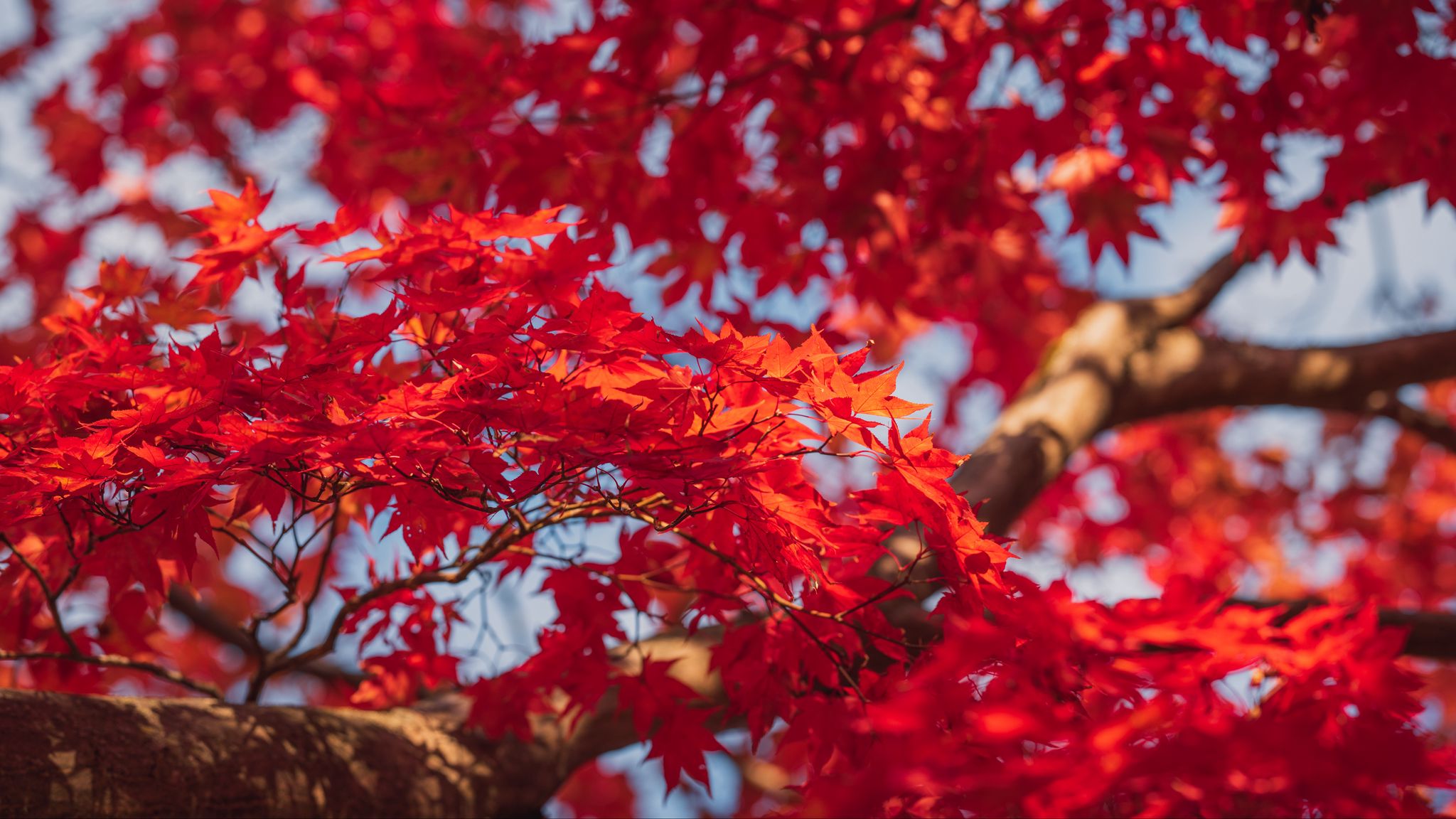 Клён красный Acer rubrum всеной