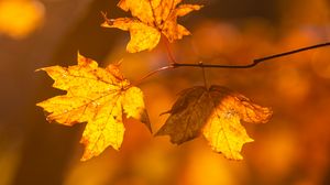Превью обои клен, листья, ветки, осень, макро, желтый