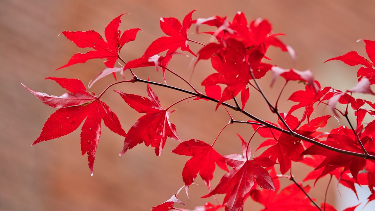 Обои клен, листья, ветки, макро, красный, осень