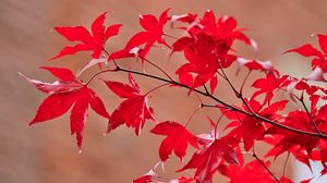 Превью обои клен, листья, ветки, макро, красный, осень