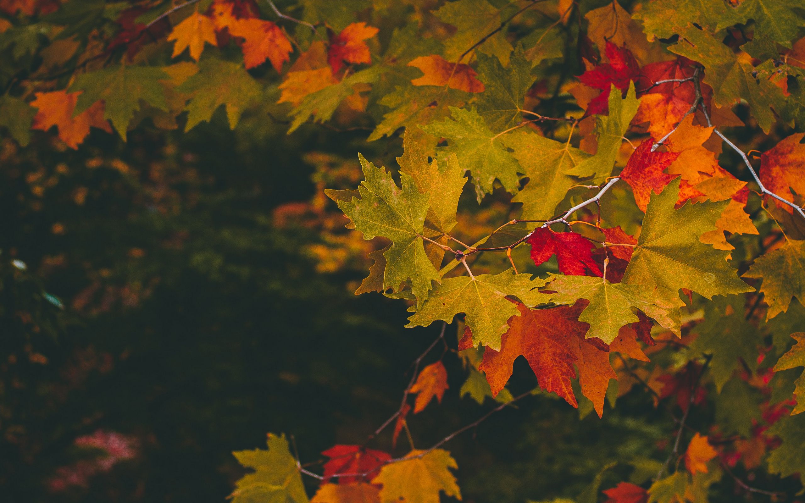 Вдруг среди листвы видишь пестрый. Осенний клен Заболоцкий. Осень клен. Осенние листья. Красивые листья.