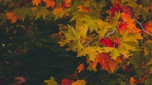 Превью обои клен, осень, ветки, листья, размытость, разноцветный