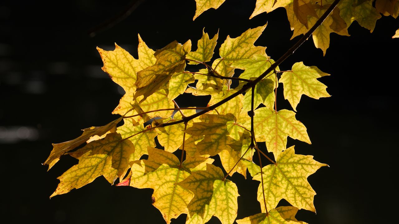 Обои кленовые листья, листья, клен, осень, свет